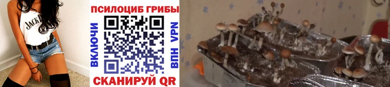 Галлюциногенные грибы Magic Shrooms сколько стоит Рудня
